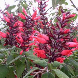 SALVIA KARWINSKII