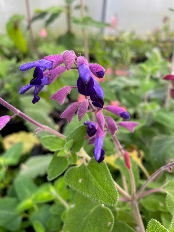 SALVIA SEMIATRATA