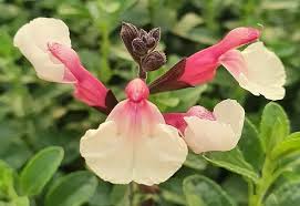 SALVIA 'CUELLO CREAM'