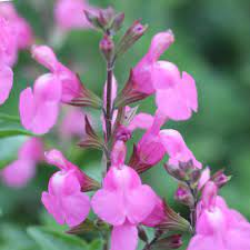 SALVIA DELICE ROSE LILAC