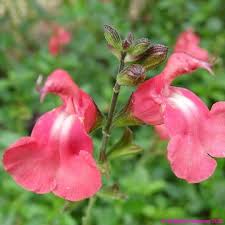 SALVIA TRELAWNY PINK