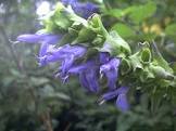 SALVIA ATROCYANEA