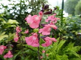 SALVIA PLUENN