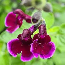 SALVIA  X JAMENSIS 'BLACKBERRY RIPPLE'