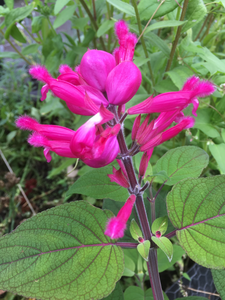 SALVIA INVOLUCRATA 'BETHELLII'