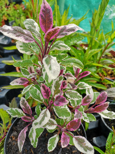 SALVIA  OFFICIANALIS TRICOLOR