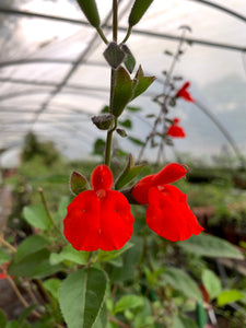 SALVIA BLEPHAROPHYLLA