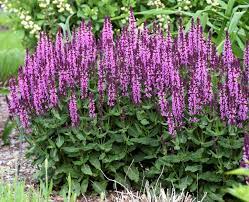 SALVIA CARADONNA  'PINK INSPIRATION'