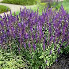 SALVIA  NEMEROSA 'CARADONNA' - BALKAN CLARY