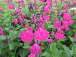 Salvia 'cerro Potosi' – Westons Salvias