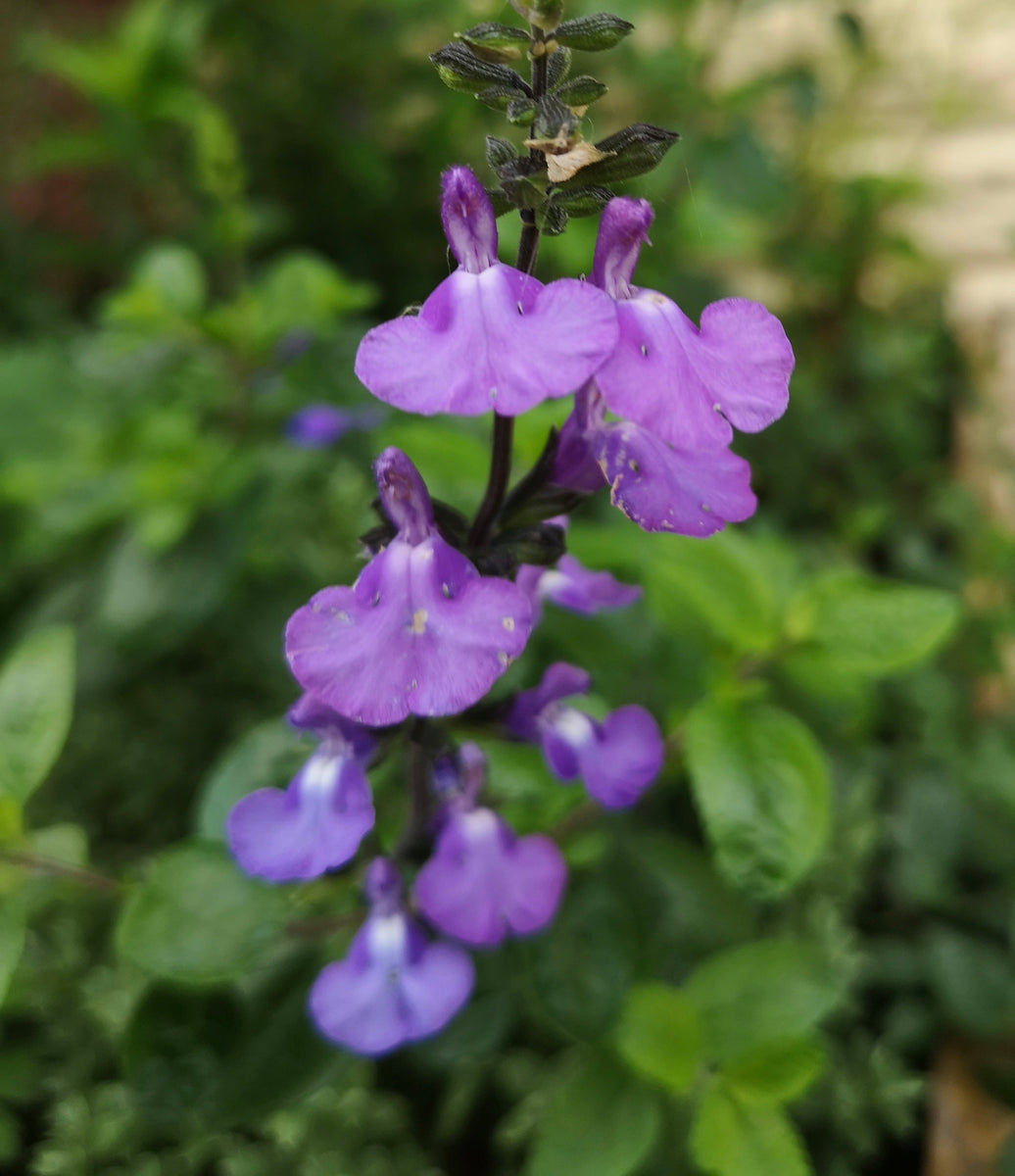 SALVIA 'VIOLIN MUSIC' – Westons Salvias