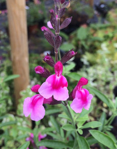 SALVIA  GREGGII 'ICING SUGAR'