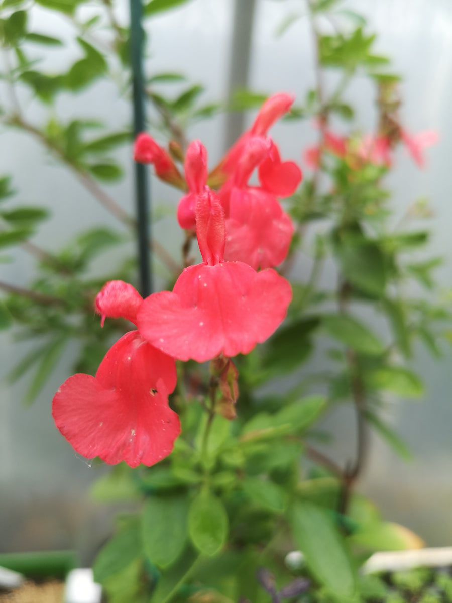 SALVIA x GREGGII 'PEACH COBBLER' – Westons Salvias